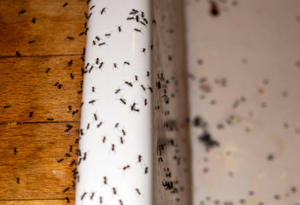 Best Cockroach Control Services  in Kerman, CA