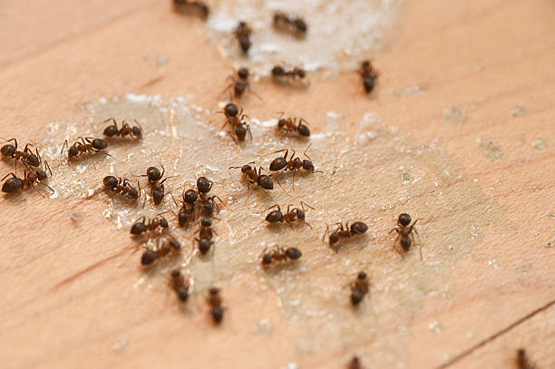 Best Pest Removal Services  in Kerman, CA
